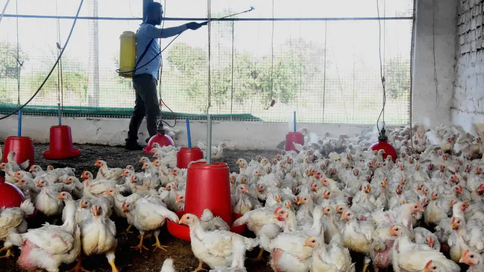 दिल्ली की Ghazipur Murga Mandi अगले 10 दिनों तक बंद, Bird Flu से निपटने के लिए सरकार का फैसला