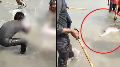 Dolphin मछली की लाइव हत्या का वीडियो वायरल, 3 गिरफ्तार|viral Videos in Hindi
