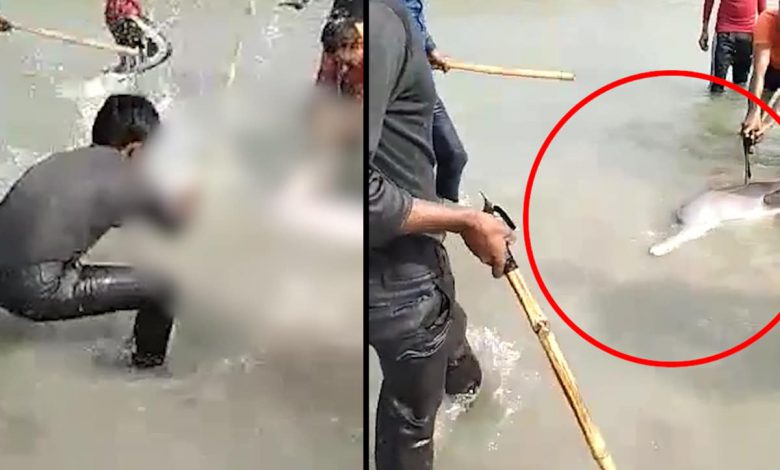 Dolphin मछली की लाइव हत्या का वीडियो वायरल, 3 गिरफ्तार|viral Videos in Hindi