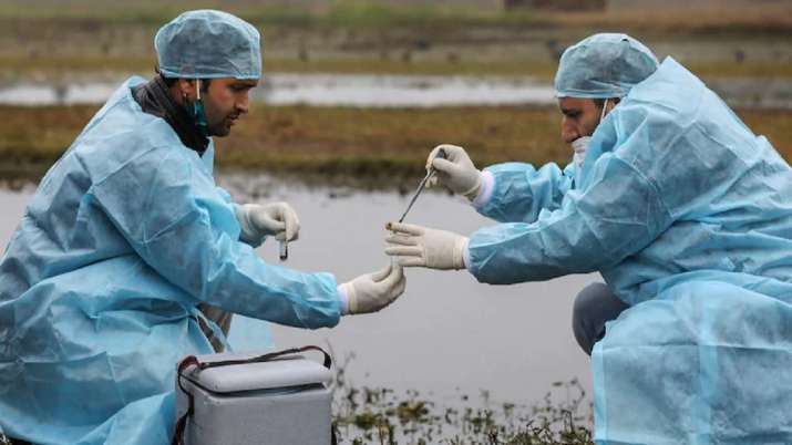 Bird flu confirmed in 7 states, Bird Flu Alert Centre's advisory on avian influenza । बर्ड फ्लू ने बढ़ाई टेंशन: दिल्ली समेत 7 राज्यों में पुष्टि, हजारों की संख्या में मरे मुर्गे फेंके जाने से हड़कंप,